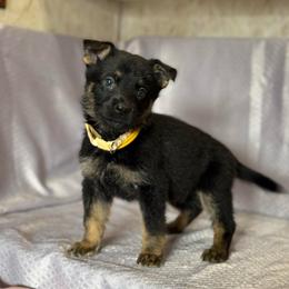 Bren - Yellow Collar - Black and tan female German Shepherd puppy in Greenwood, Arkansas from West Haus Shepherds