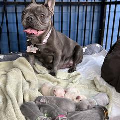 French Bulldogs from Antietam Creek French Bulldogs
