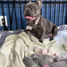 French Bulldogs from Antietam Creek French Bulldogs