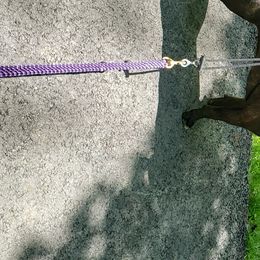 Staffordshire Bull Terrier All Grown Up from Freystaff Staffordshire Bull Terriers