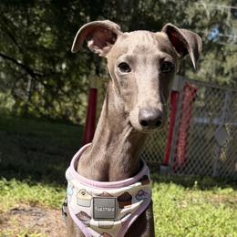 Milo - Blue male Italian Greyhound puppy in Lakeland, Florida from Elite Doxies Florida