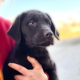 Whiskey - Chocolate male Labrador Retriever puppy in Baldwin City, Kansas from Hedge Lane Labradors