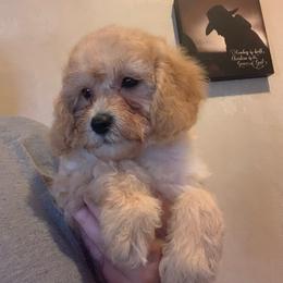 Wren - Apricot female Goldendoodle puppy in Haddam, Kansas from Golden B Acres