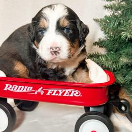 Denali (Pink) - Black rust and white female Bernese Mountain Dog puppy in Boiling Springs, South Carolina from OlliePups, LLC