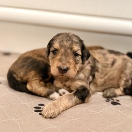 Chili - Merle male Bernedoodle puppy in Pennsylvania from Bells Bernedoodles