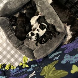 Companion Cross Puppies from Yorkies from the heart