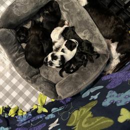 Companion Cross Puppies from Yorkies from the heart