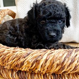 Poodle Puppies from Kennison Lane Poodles