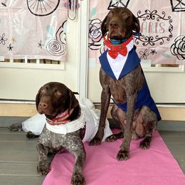 German Shorthaired Pointers from Chris's GSPs