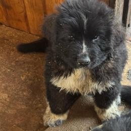 Male puppy - Black male Newfoundland puppy in St Cloud, Minnesota from BurningEmbers
