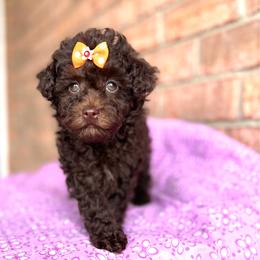 Serenity - Brown female Maltipoo puppy in Hephzibah ( Richmond County ), Georgia from Healing Pawz LLC