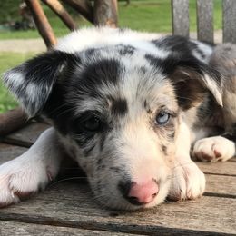 Border Collie Puppies from By Design Farm