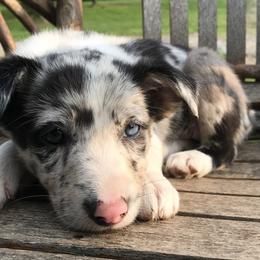 Border Collie Puppies from By Design Farm