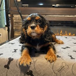 Cavalier King Charles Spaniel Puppies from Kimberlys Cavalier Palace