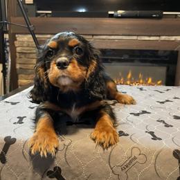 Cavalier King Charles Spaniel Puppies from Kimberlys Cavalier Palace