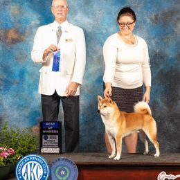 Shiba Inu from Texa's Shiba Inus