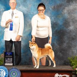 Shiba Inu from Texa's Shiba Inus