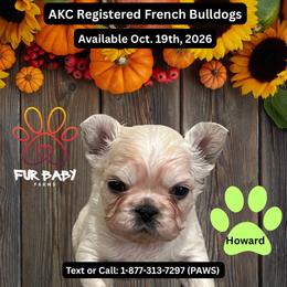 Howard - White male French Bulldog puppy in Michigan from Fur Baby Farms