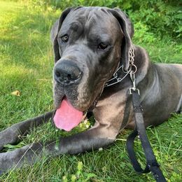 Great Dane Puppies from BkB’s House of Danes