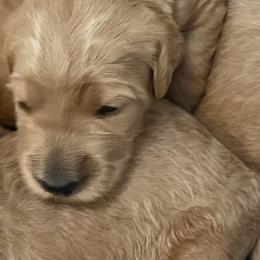 Ash - Cream male Goldendoodle puppy in Indiana, Pennsylvania from Kathy's Doodles