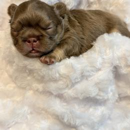 French Bulldog Puppies from Horror Line Frenchies