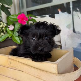 Female 1 - White female Morkie puppy in Ludlow, Missouri from Countryside Doodles and Mohr