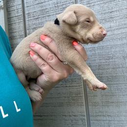 Sugar - Fawn (isabella) and rust female Doberman Pinscher puppy in Ludowici, Georgia from Royal Destiny Kennels