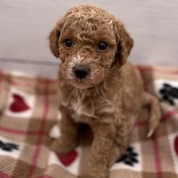Simba - Red  male Goldendoodle puppy in Kansas City, Kansas from Bella & Ivy’s Mini Goldendoodles of KC