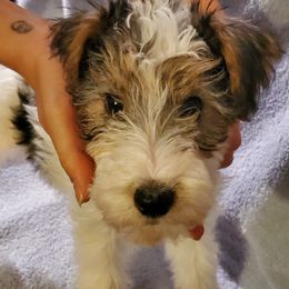 Wire Fox Terrier puppies from Colorado Wire Fox Terriers