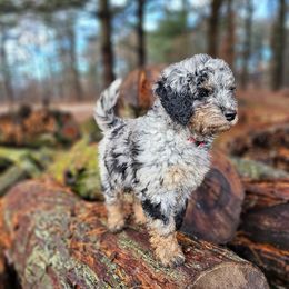 Bernedoodle Puppies from Whispering Aspen Homestead