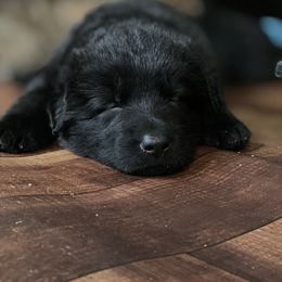 German Shepherd Puppies from Von Fleckenstein