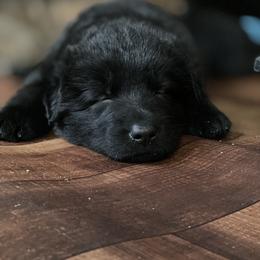 German Shepherd Puppies from Von Fleckenstein