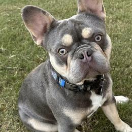 French Bulldogs from Cloverleaf Frenchies