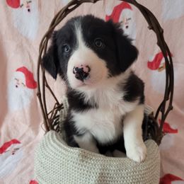 Stormi - Black and white female Border Collie puppy in Watsontown, Pennsylvania from Kate Gresham