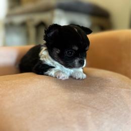 Boy2 - Black and white male Chihuahua puppy in Davenport, Florida from Clan Cordovathone