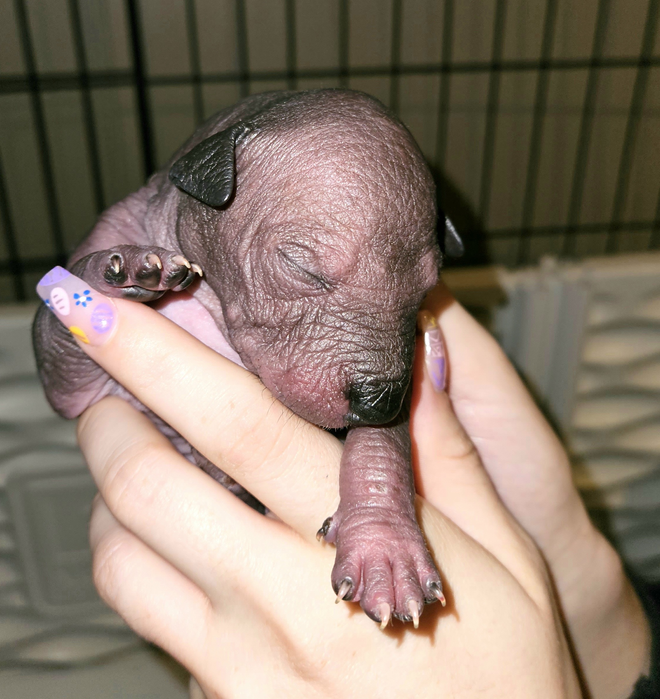 Xoloitzcuintli Puppies from Experience The Wild