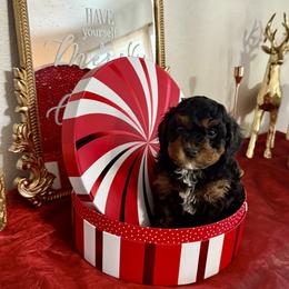 Boy 2 - Tri-color male Cavapoo puppy in Nampa,, Idaho from Clig Doodle Days