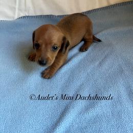 Odin shade red male smooth - Red male Dachshund puppy in East Dover, Vermont from Audet’s Mini Dachshunds