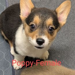 Poppy - Black and tan female Pembroke Welsh Corgi puppy in Berkeley Springs, West Virginia from Hummingbird Farm