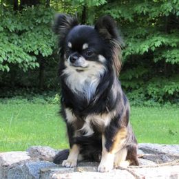 Chihuahuas from Southern Hills Chihuahuas