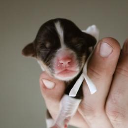 Gali - Black and tan female Pembroke Welsh Corgi puppy in South Otselic, New York from Ridge Top Corgis