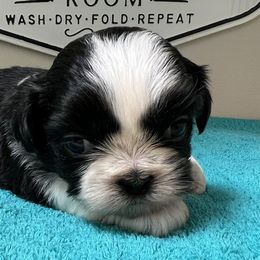 Shih Tzus from Oregon Shih Tzu