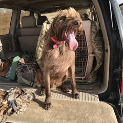 Pudelpointer All Grown Up from Rebel Point Pudelpointers