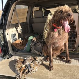 Pudelpointer All Grown Up from Rebel Point Pudelpointers