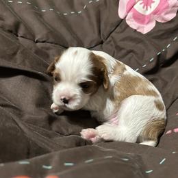 Faith - Blenheim female Cavalier King Charles Spaniel puppy in Fairmount, Indiana from Dream Maker Cavaliers