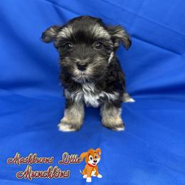 ELFIE - Black and tan male Havanese puppy in Pisgah, Alabama from Mashburns Little Munchkins