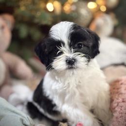 Alfie - Black and white male Cavatzu puppy in Turlock, California from Charming Woofs
