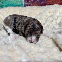 Merle girl - Blue merle female Bernedoodle puppy in Blue Springs, Missouri from Jeanie’s Doodles