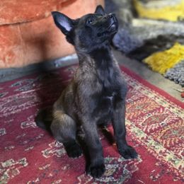 Sylvia Souza - Black sable female Belgian Malinois puppy in Elizabethton, Tennessee from Forever Family K9