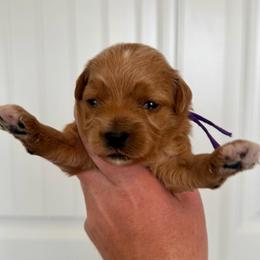 Purple - Apricot female Goldendoodle puppy in Fruita Colorado, Colorado from Oodles of Teacup Doodles